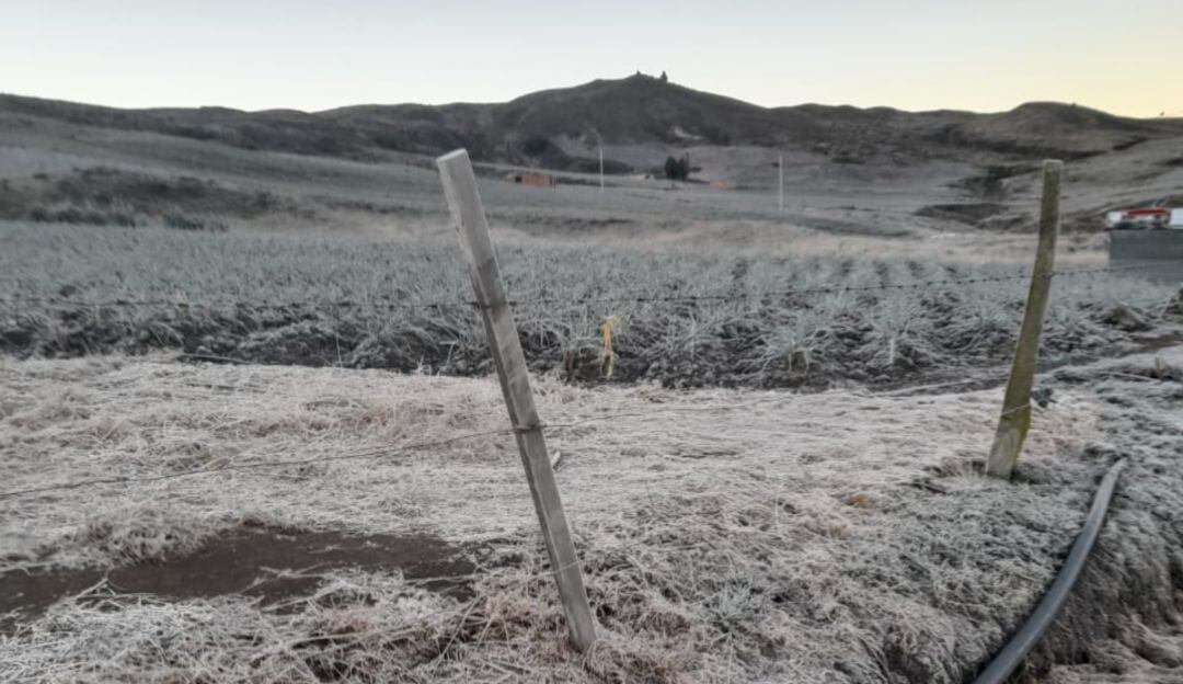 Heladas afectan nuevamente cultivos de papa y cebolla