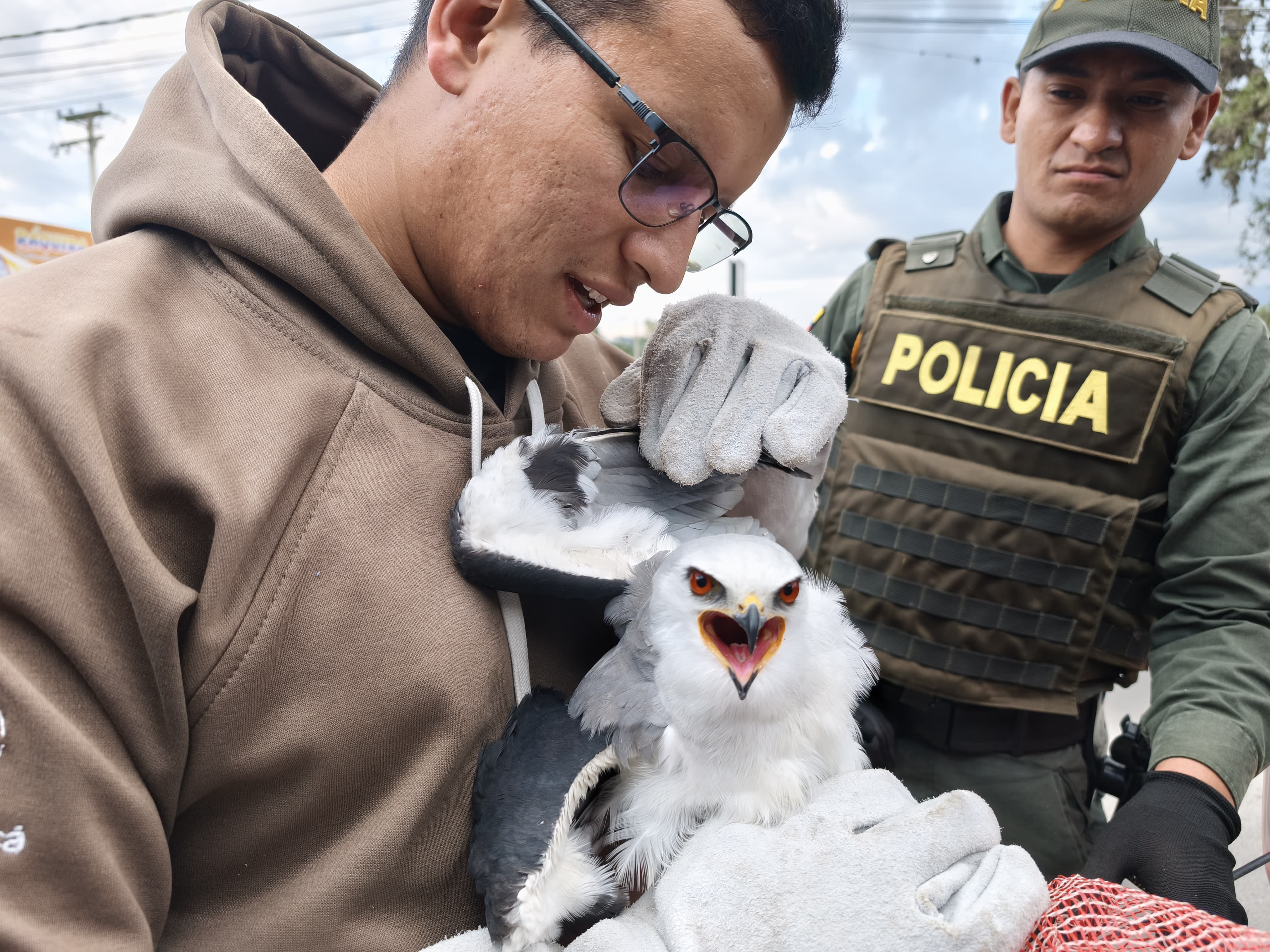 El ejemplar, que presentaba una luxación en el ala, fue trasladado a un centro de rehabilitación para su recuperación.