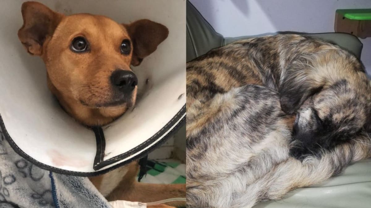 Conmoción en Risaralda por dos casos de abuso sexual a perros