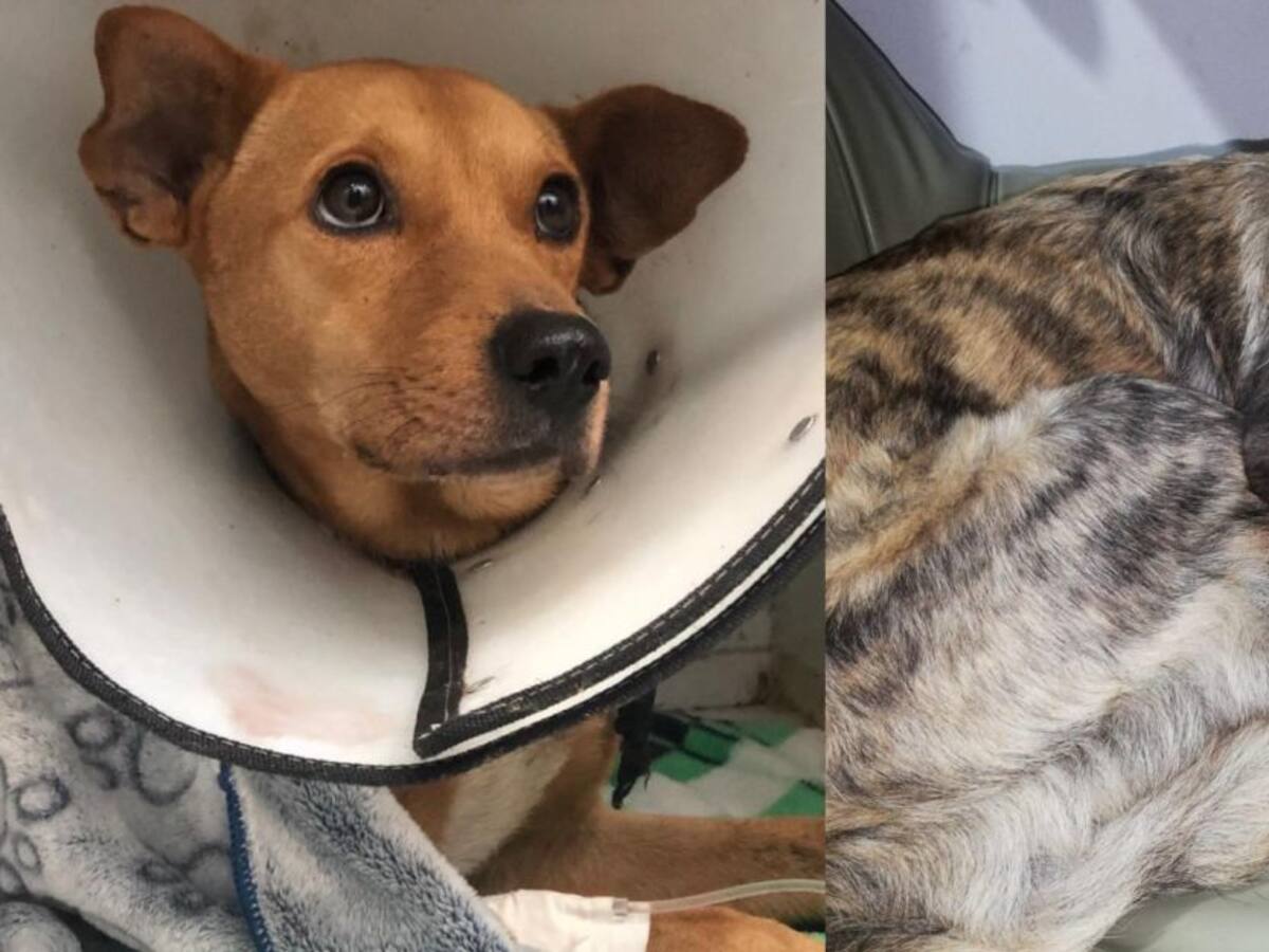 Conmoción en Risaralda por dos casos de abuso sexual a perros