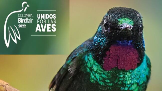 La feria proomueve el interés por la observación y la conservación de las aves