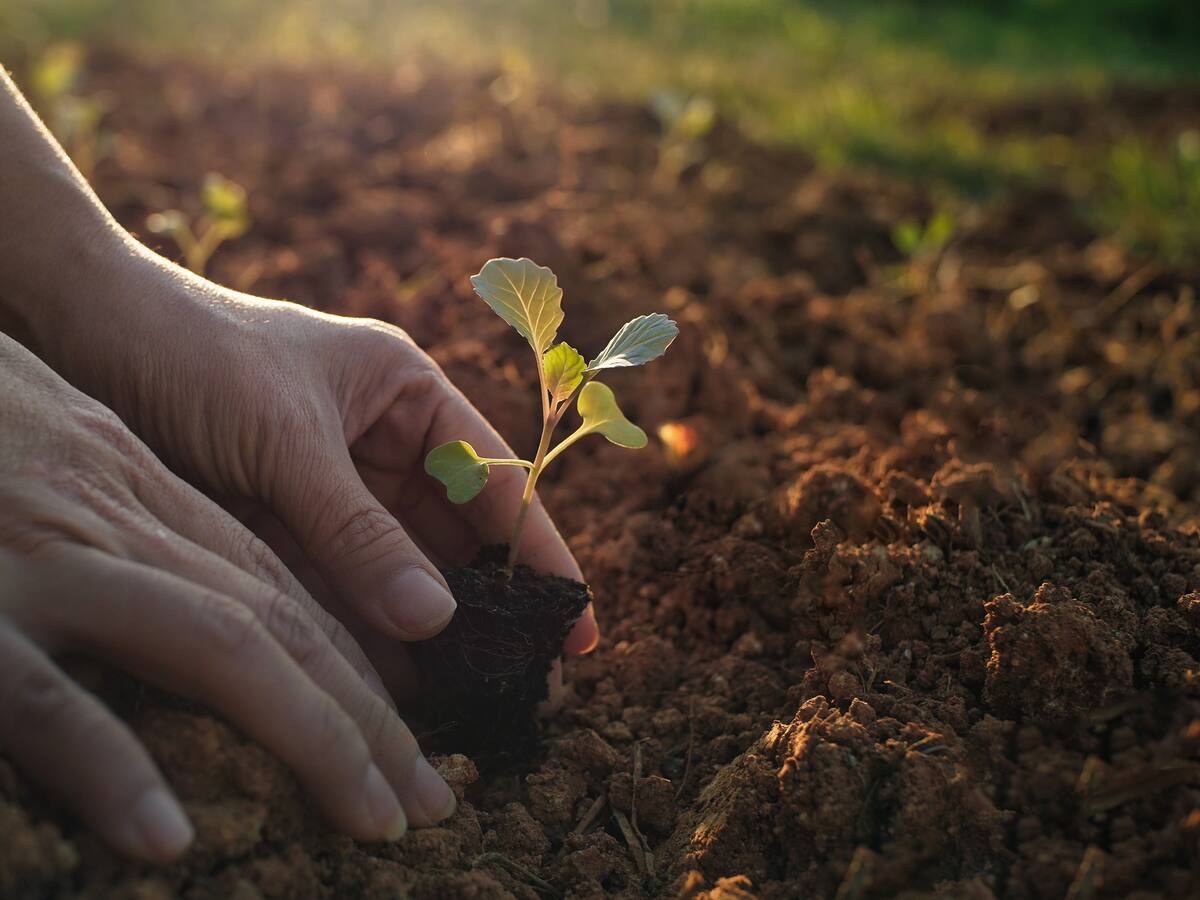 Bogotá recibe el proyecto de la JEP “Siembra de Vidas”
