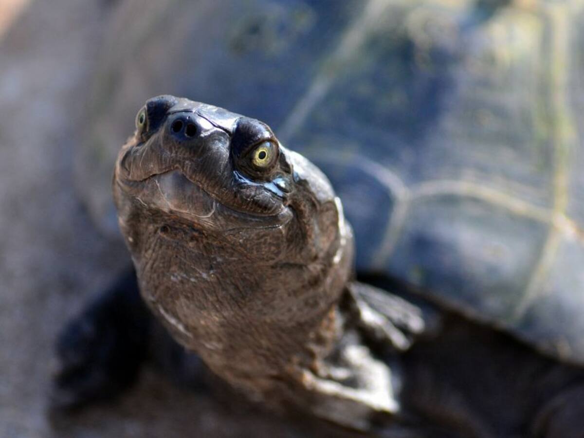 Diego, la tortuga que salva a su especie de la extinción