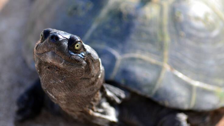 Diego, la tortuga que salva a su especie de la extinción
