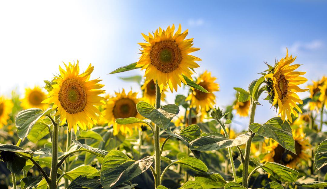 Cultivo de girasol - Imagen de referencia