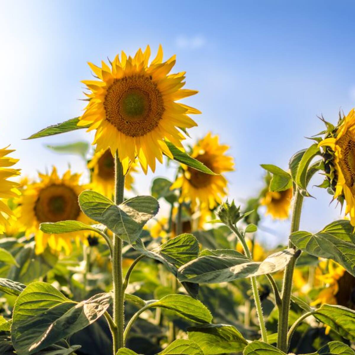 El secreto de los girasoles: ¿Por qué siguen al sol cada día? Estudio explica