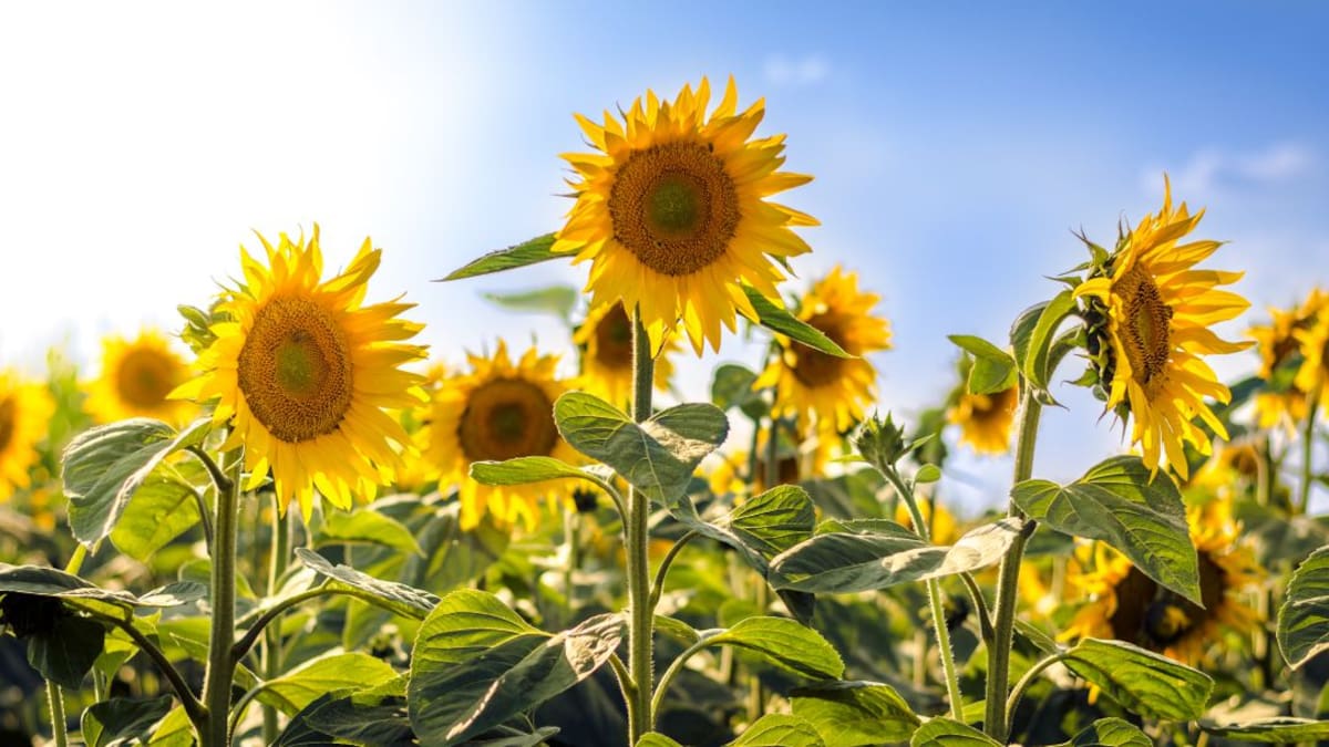 Paipa, la tierra de las termales, le apuesta a la producción de girasoles