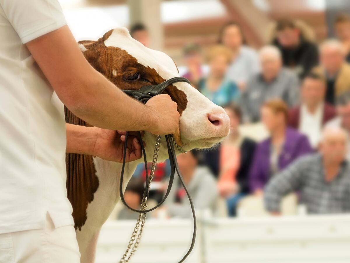 Subasta de ganado en el Meta realiza la SAE