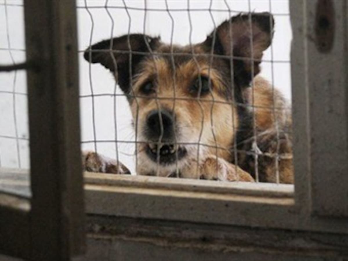 Matan más de 20 mil perros y gatos en Ucrania para 'mejorar imagen' por Eurocopa