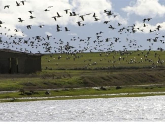 145 especies de aves del Quindío estarían amenazadas tras ejecución de proyecto de la EEB