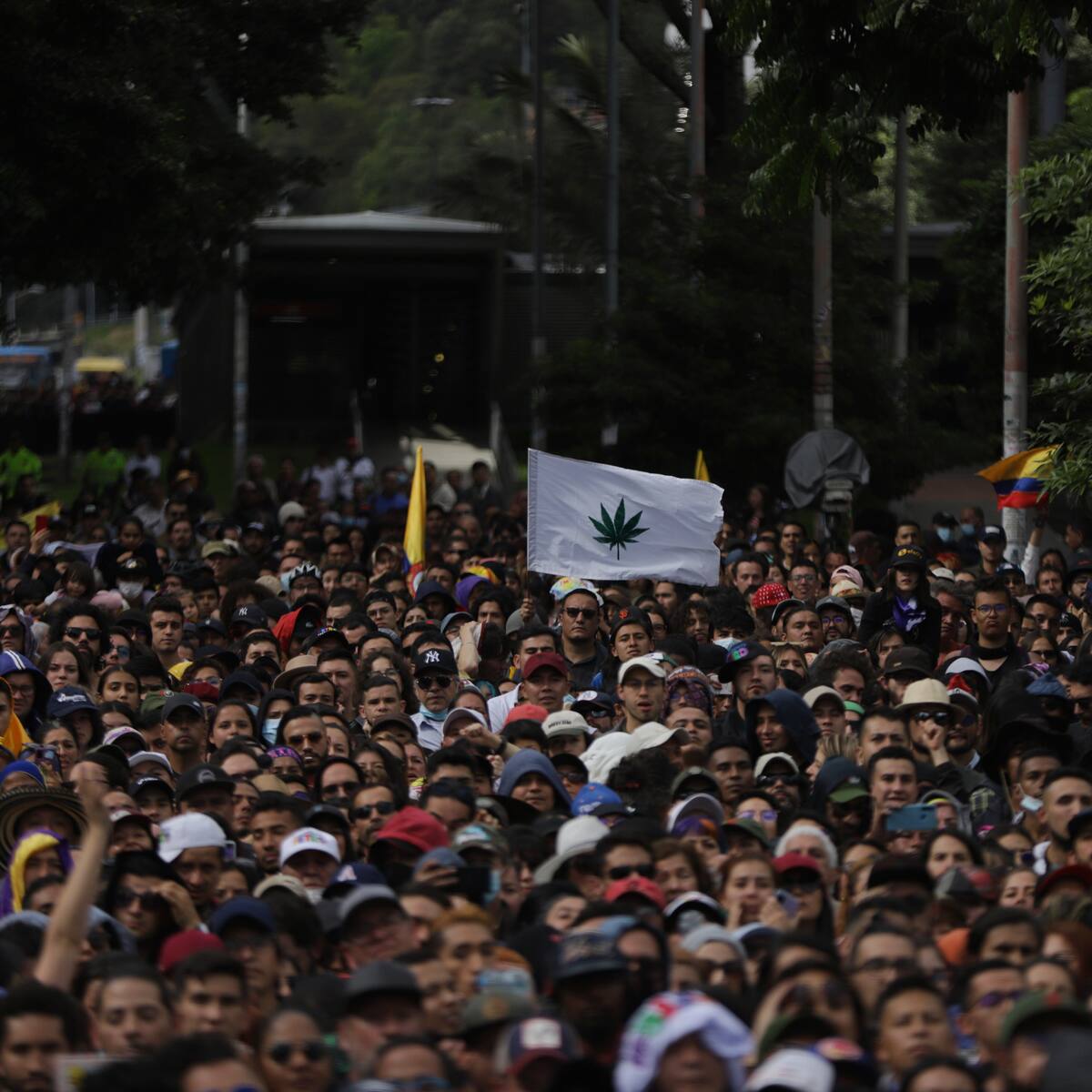 Proyecto que regula el consumo de cannabis recreativo, por primera vez a 3er debate
