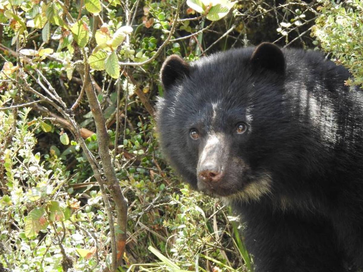 Oso de anteojos se escapó de la reserva Wakatá en Tocancipá