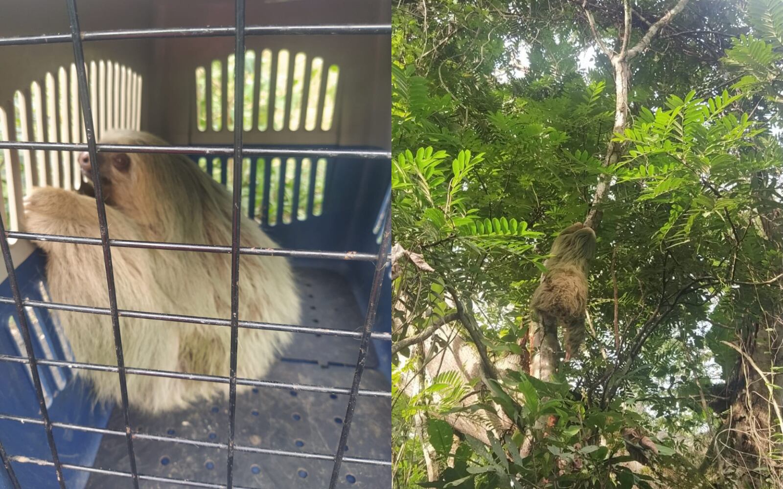 Oso perezoso rescatado en Caldas