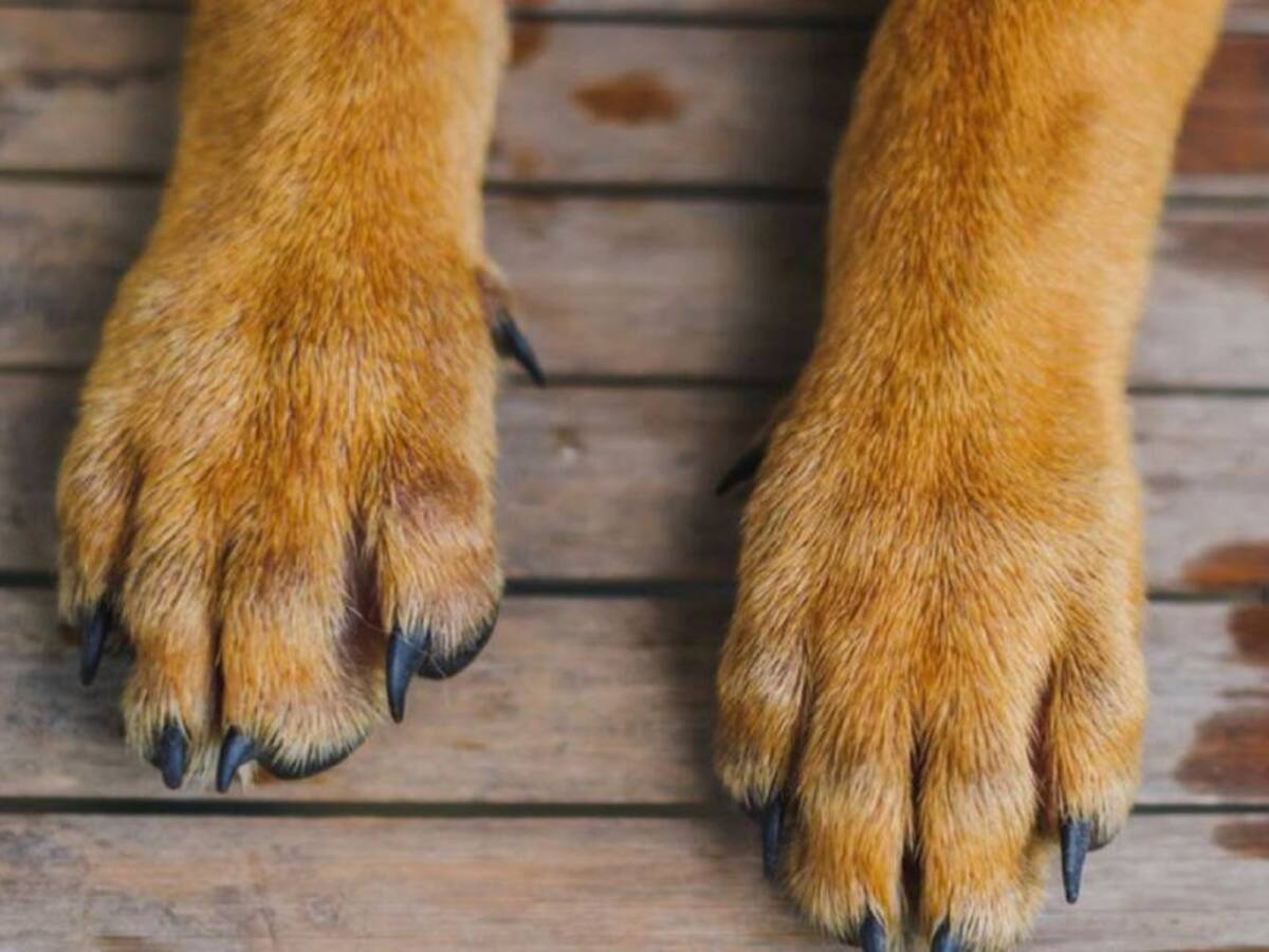 Imputaron cargos a hombre que mató un perro en Bucarmanga