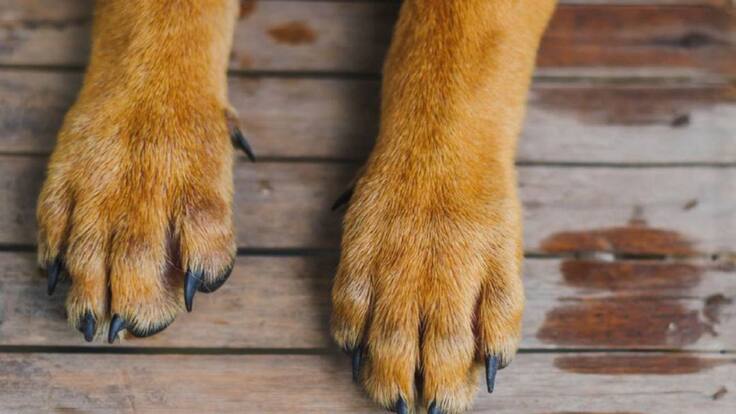 Imputaron cargos a hombre que mató un perro en Bucarmanga