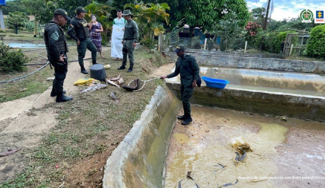 Cerca de 900 kilogramos de basa, en diferentes etapas de crecimiento, fueron incautados en procedimientos realizados en ambos departamentos.  