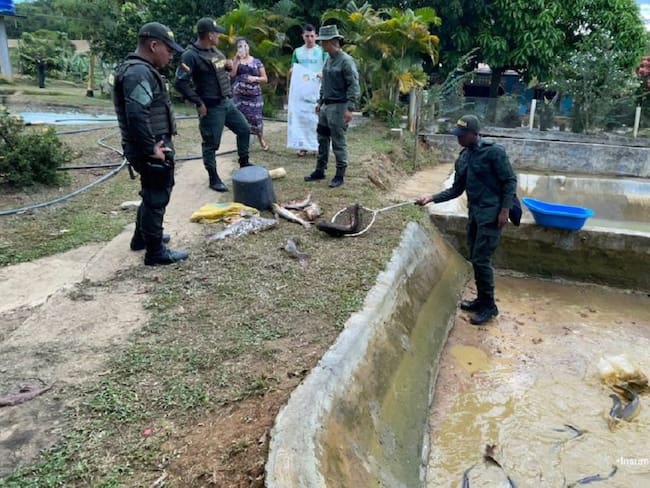 Cerca de 900 kilogramos de basa, en diferentes etapas de crecimiento, fueron incautados en procedimientos realizados en ambos departamentos.