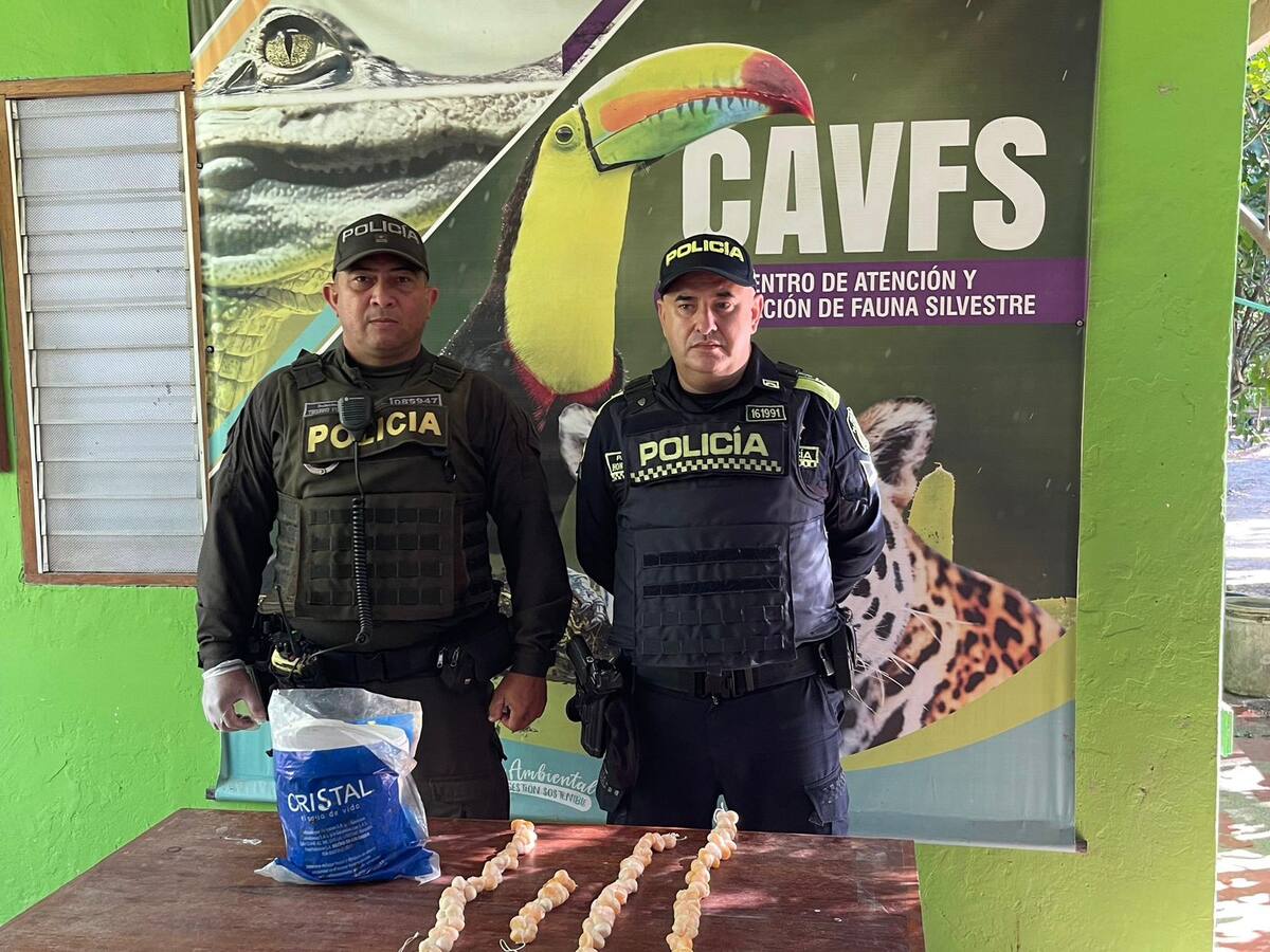 La policía en Puebloviejo, Magdalena decomisó 122 huevos de iguana