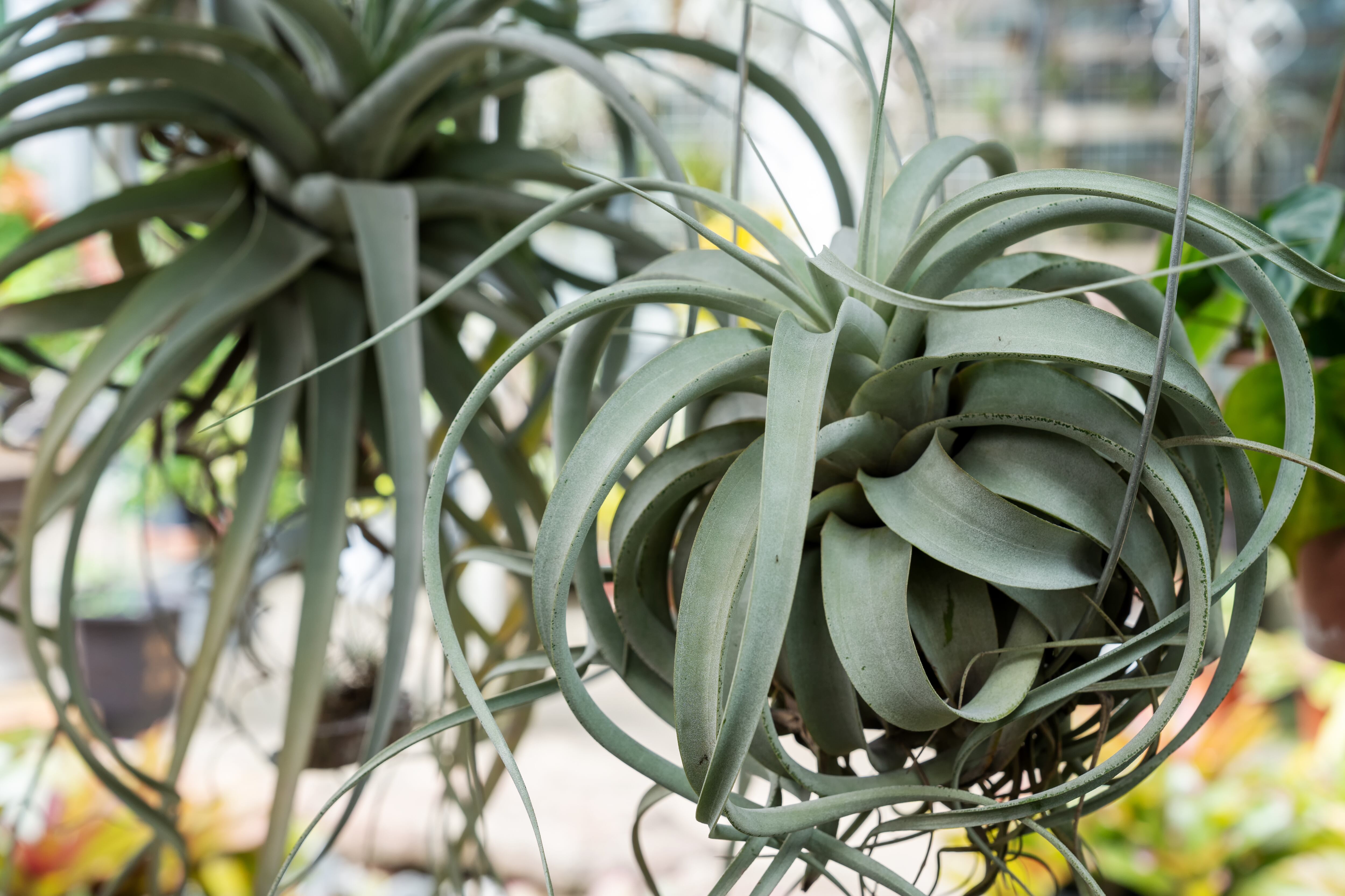 ¿Cuáles son las plantas aéreas? 5 opciones para tener en casa y sus cuidados. Foto de Getty Images