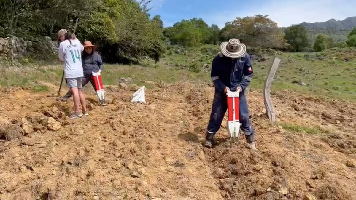 Jovenes cultivan sorgo forrajero dulce para el ganado en el Huila