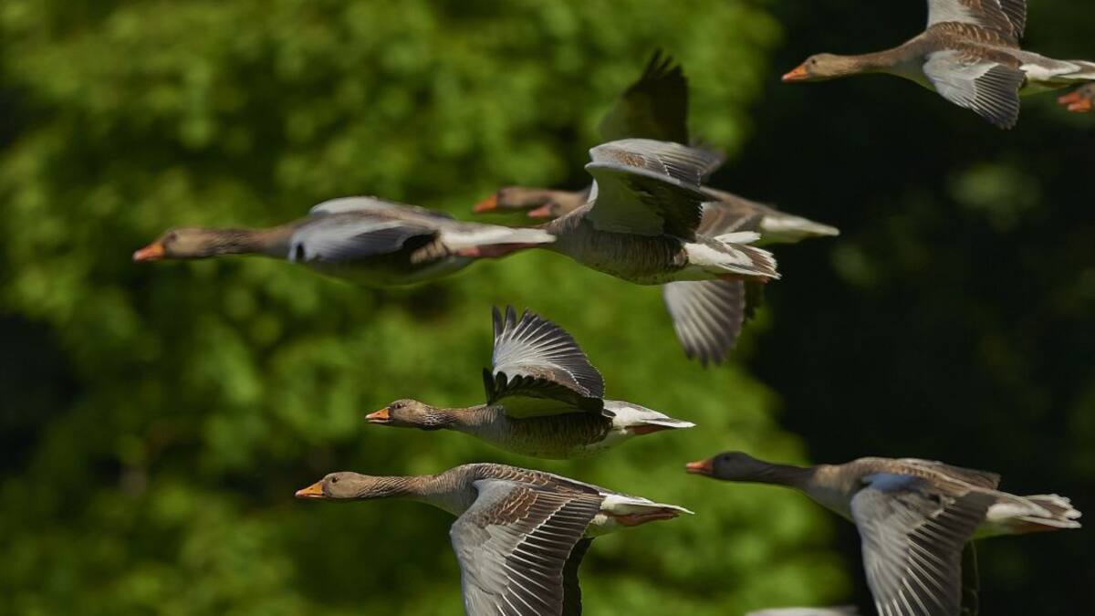 Aves migratorias, viajeras sin fronteras