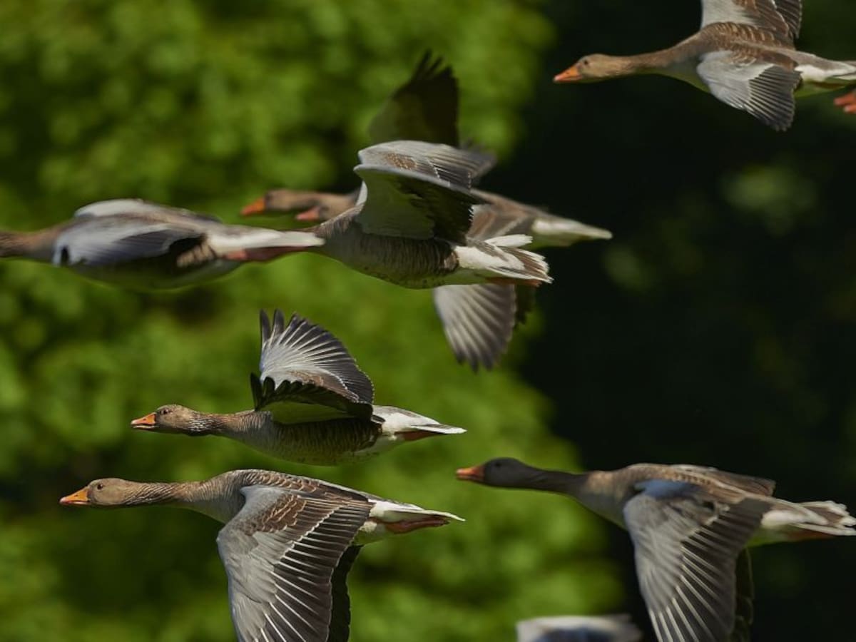 Aves migratorias, viajeras sin fronteras