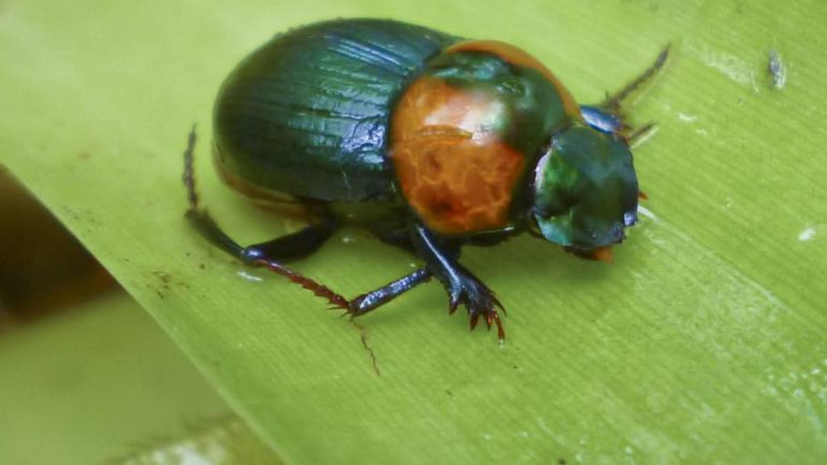 Encuentran nueva especie de escarabajo en un páramo de Boyacá