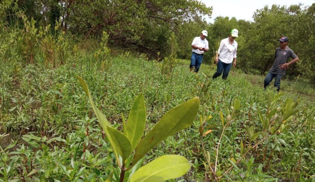 Visita de seguimiento a siembra de mangle rojo
