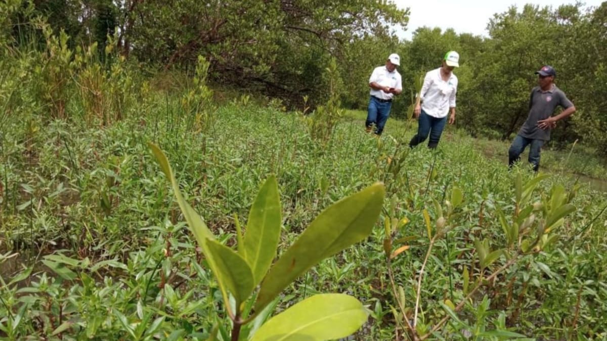 Corpamag realizó visita de seguimiento a siembra de mangle rojo