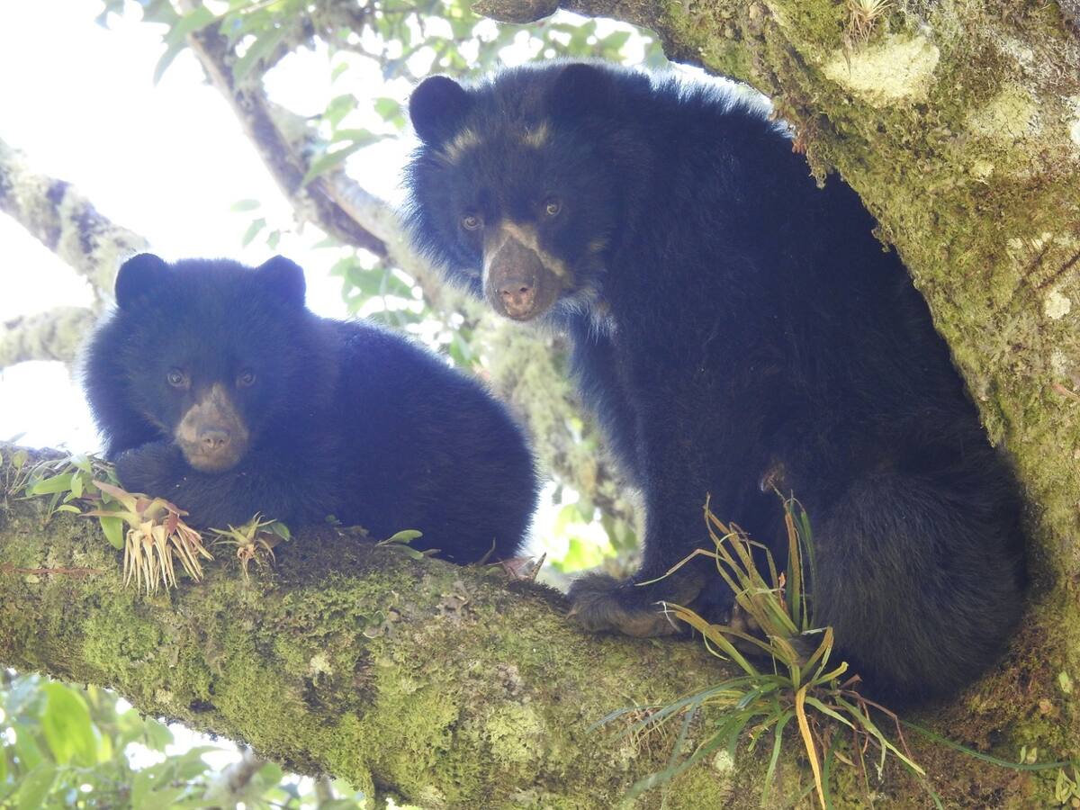 La red “Otus” de cámaras para el monitoreo de la biodiversidad
