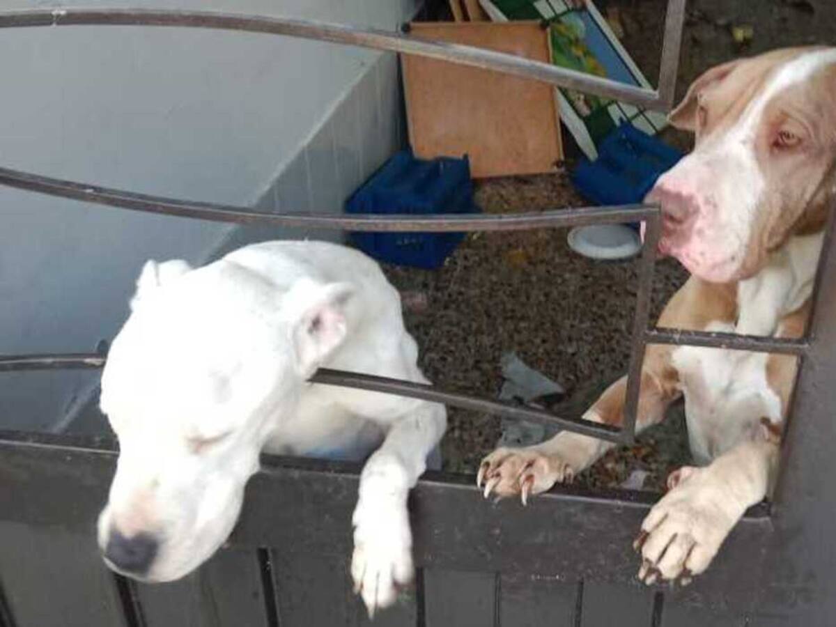 Rescatan dos caninos por presunto abandono en la localidad de San Cristóbal