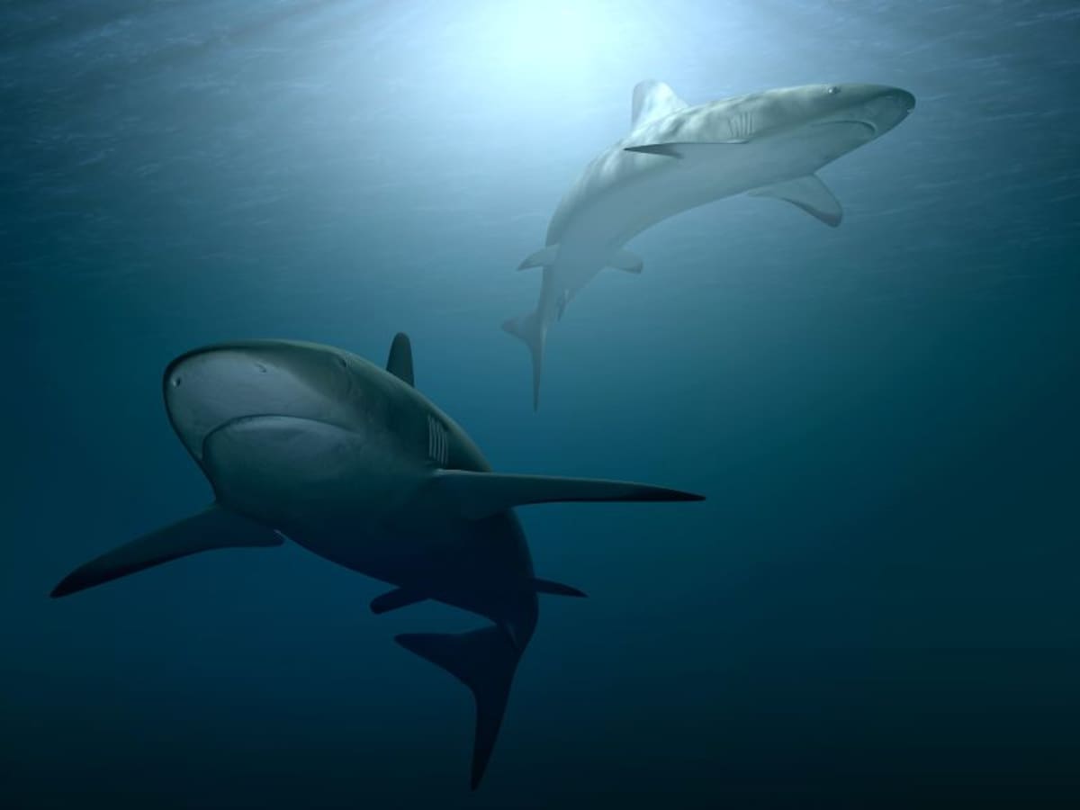 Niña se salvó de ser devorada por un tiburón en una playa en Hawái