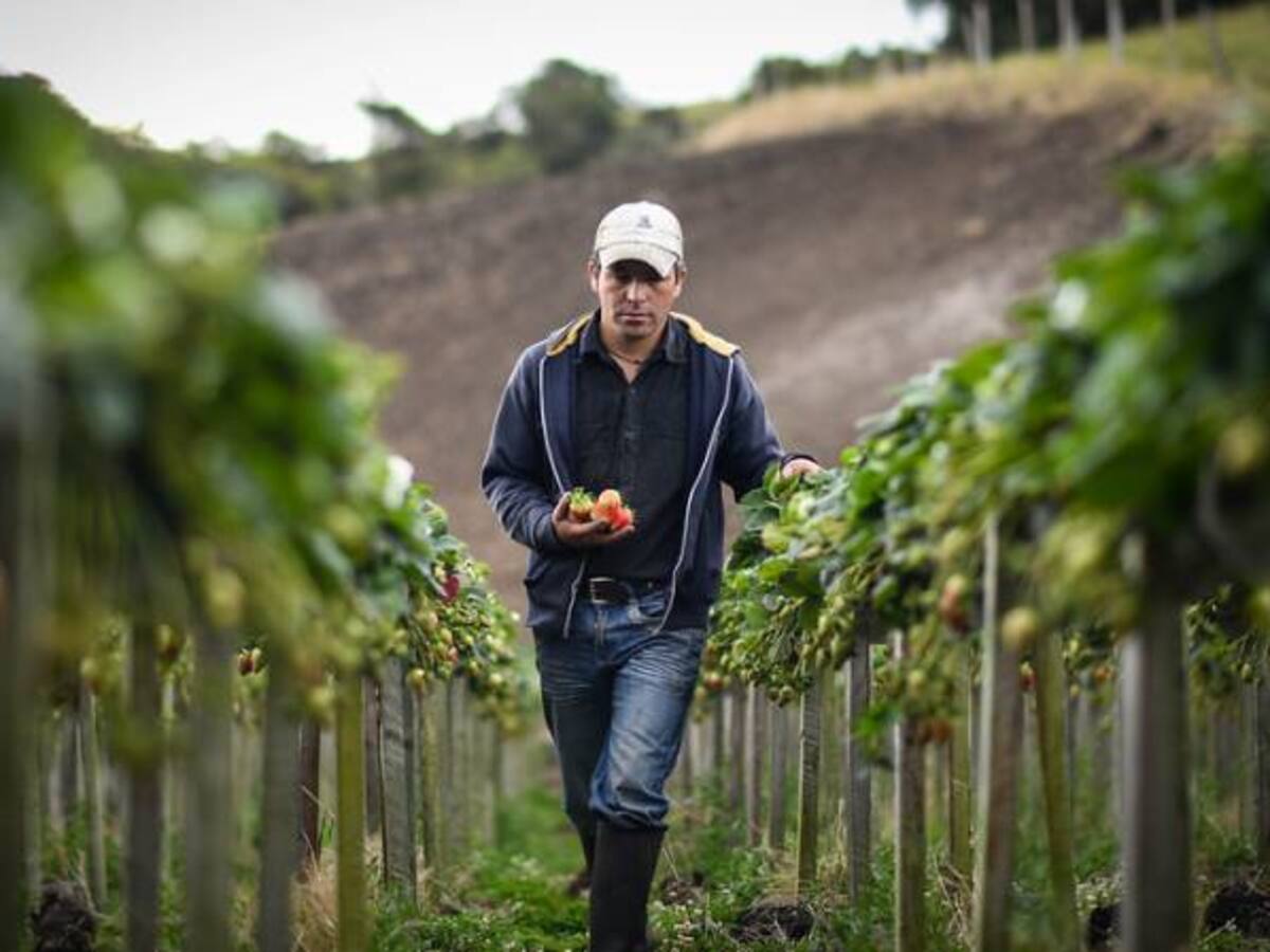 Agro crecería en el 2016 un 1.7%, estimó la Anif