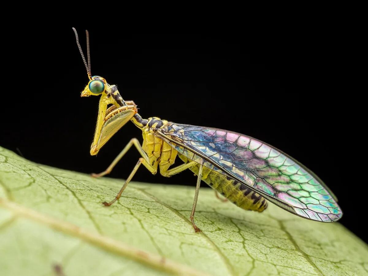 La mantíspida (Sagittalata sp.) no es ni una mantis ni una mosca; en realidad, es un neuróptero, perteneciente al mismo orden que los hormigas león y las ascaláfidas (u owlflies). Sus patas delanteras raptoriales se asemejan a las de una mantis religiosa y las utiliza para capturar pequeños insectos de los que se alimenta. Sus larvas son depredadoras especializadas de huevos de araña.( Crédito: Nicky Bay / The Wilderness Project)