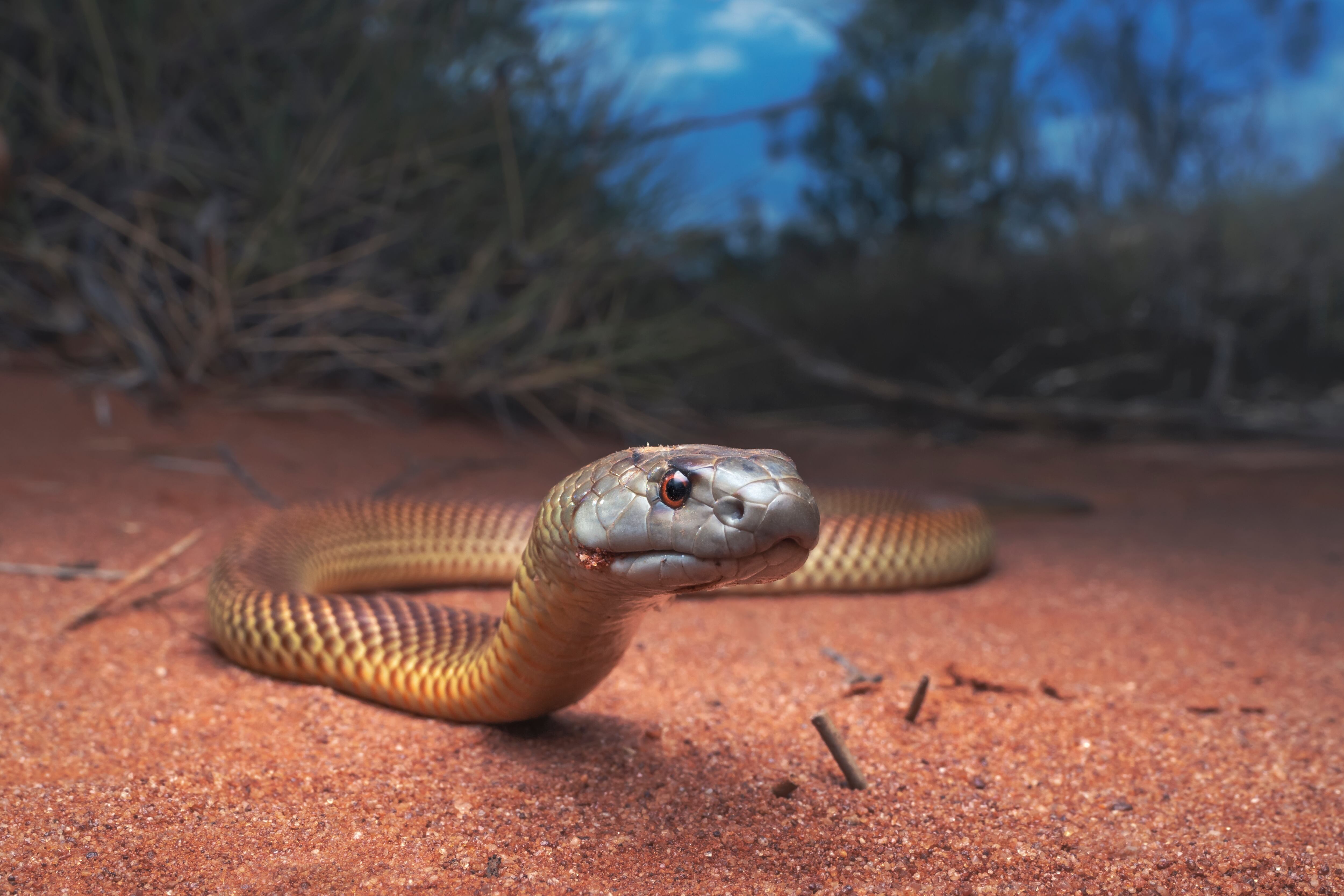 Especie de serpiente (Foto vía Getty Images)