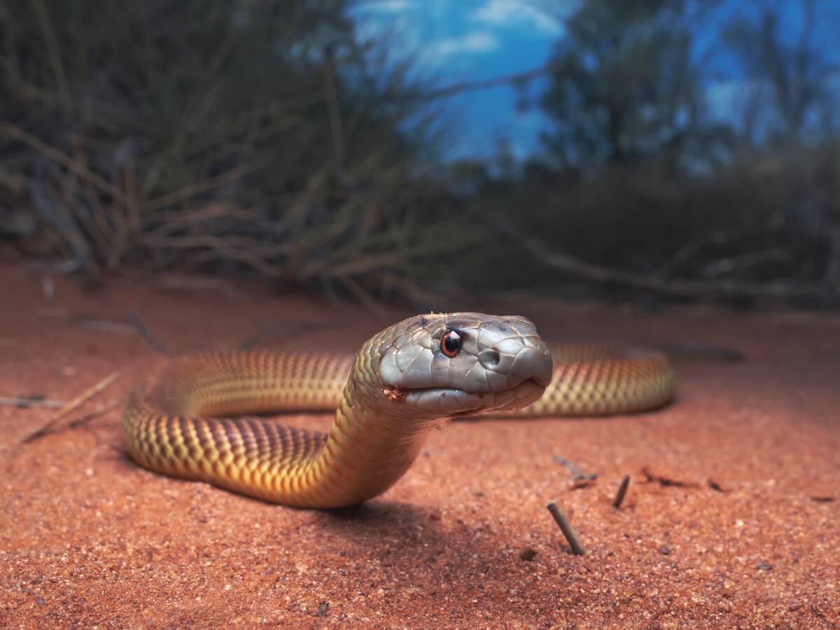 Encuentran en China una misteriosa criatura de montaña que no había sido vista en décadas
