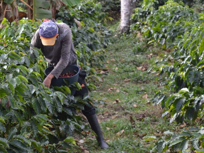 Cosecha cafetera en el Tolima a punto de perderse por escasa mano de obra