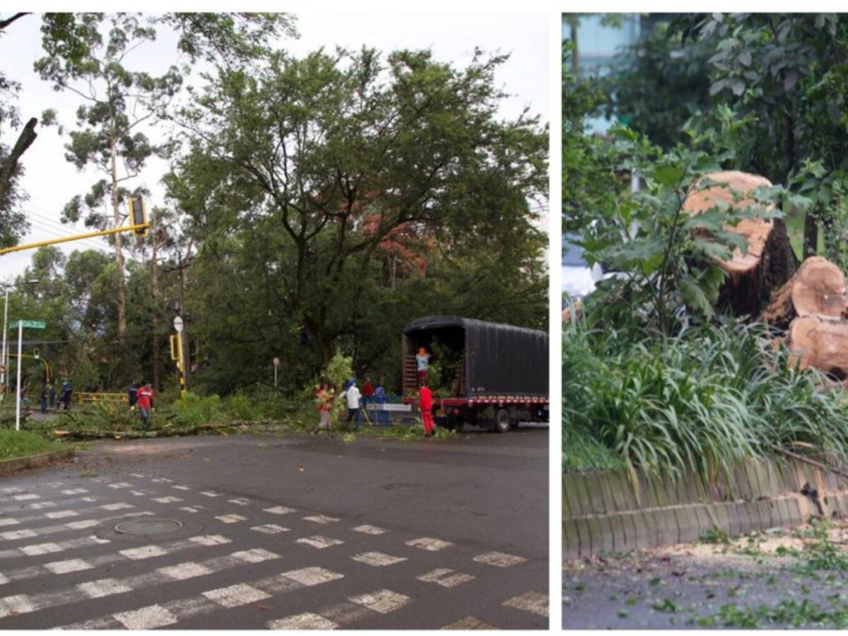 Colectivo ambiental protesta por tala de árboles en túnel verde de Envigado