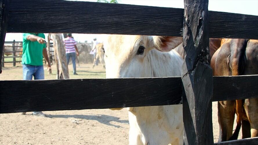 Se anunció la ejecución de un nuevo proyecto ganadero para fortalecer la producción lechera y de carne en el departamento. Foto: Colprensa