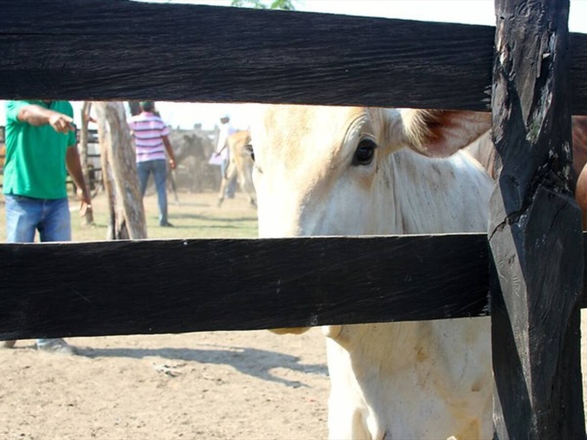 Anuncian proyectos para ganaderos ante traslado de Alpina en Cauca