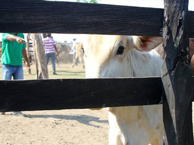 Se anunció la ejecución de un nuevo proyecto ganadero para fortalecer la producción lechera y de carne en el departamento. Foto: Colprensa