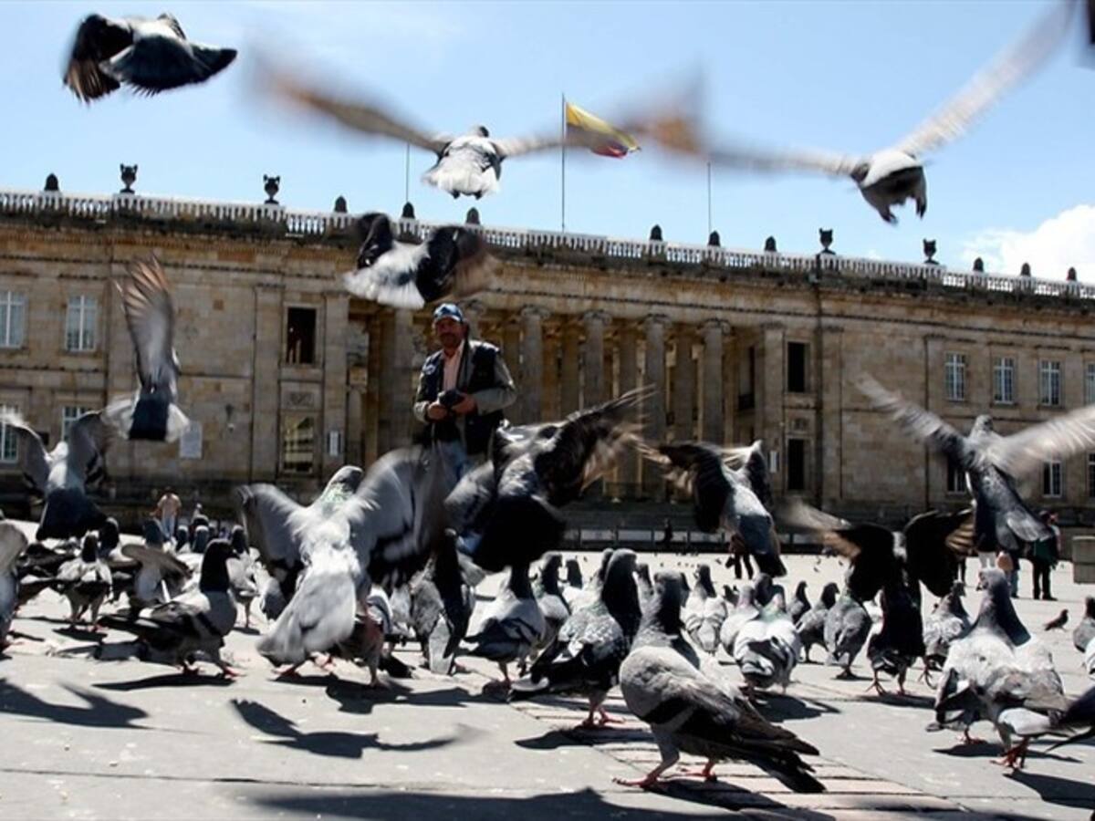 ¿Vasectomía en palomas? En Bogotá se realizaron los novedosos procedimientos