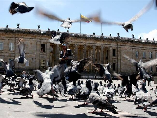 La Alcaldía de Bogotá aseguró que la población de palomas es un problema de plaga en la ciudad.. Foto: Colprensa