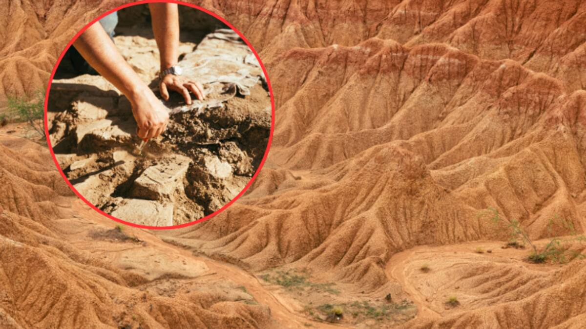 ¿Qué fósiles han encontrado en la Tatacoa? Esto había antes en este ‘desierto’