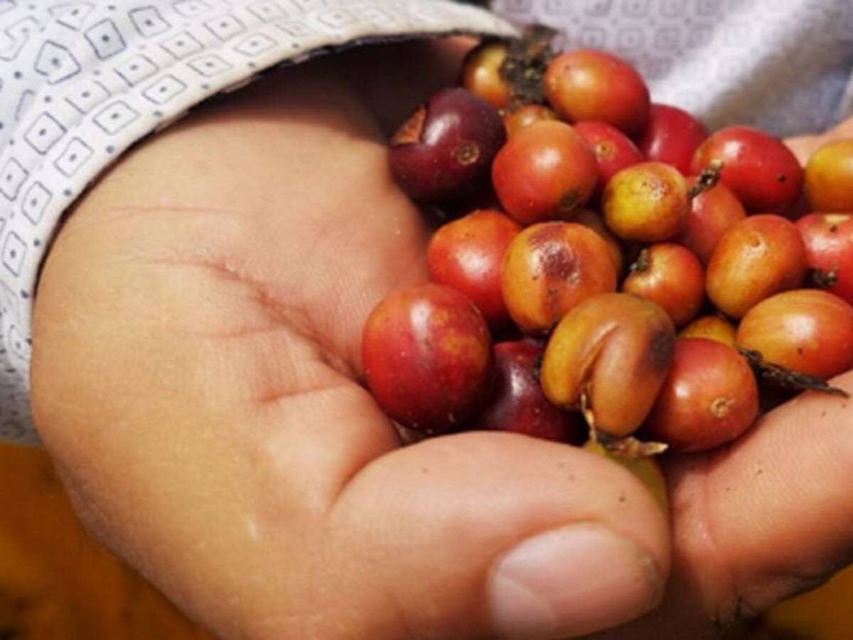 En un 20% ha disminuido la producción de café en el Quindío