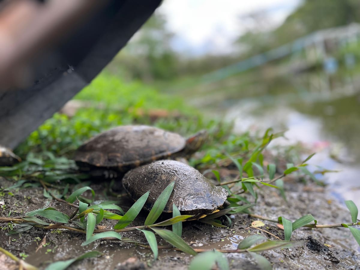 Más de 800 animales silvestres han sido atendidos por el EPA Cartagena durante el 2025