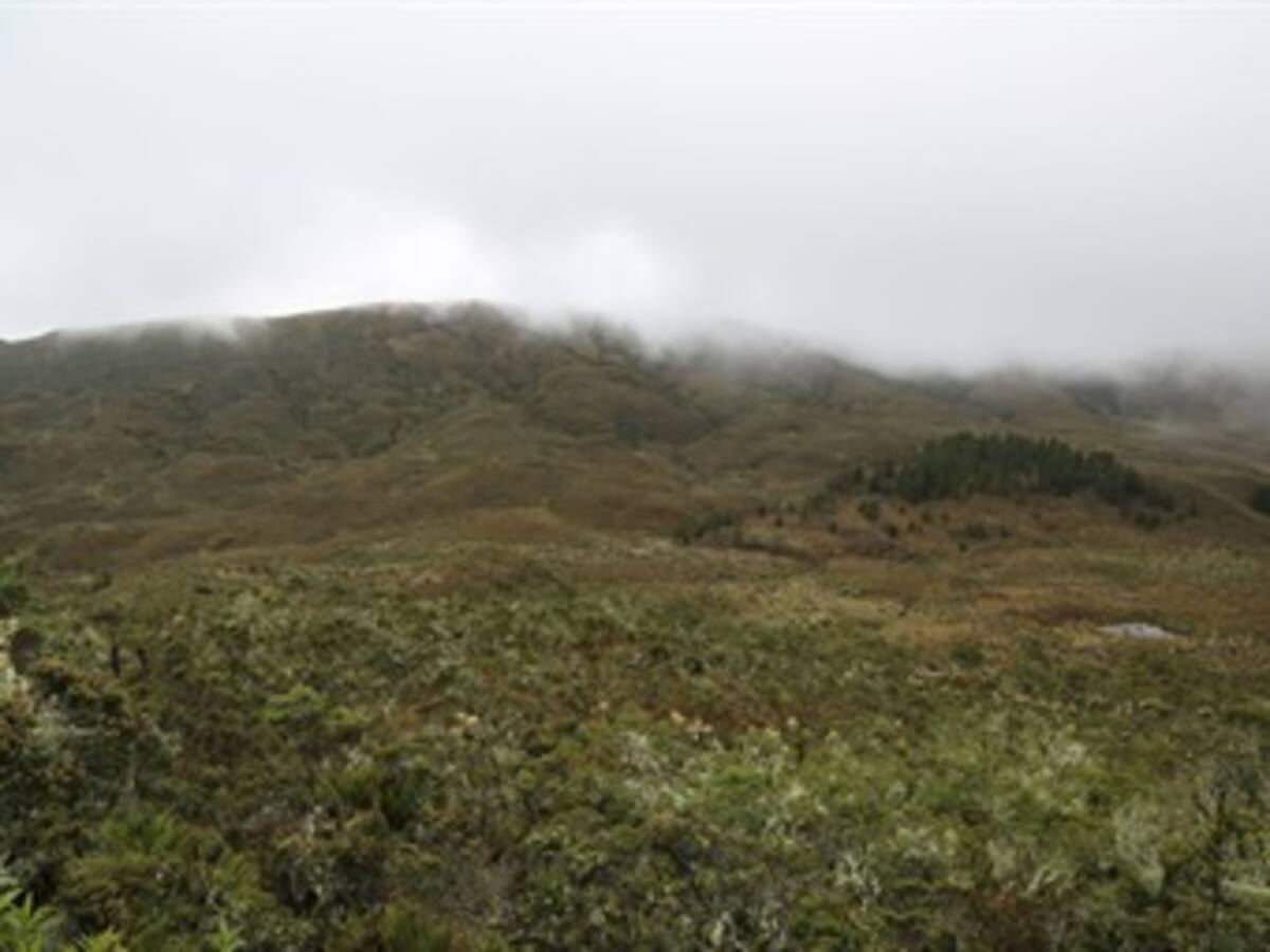 Colombia perdió más de 120.000 hectáreas de bosque en 2013