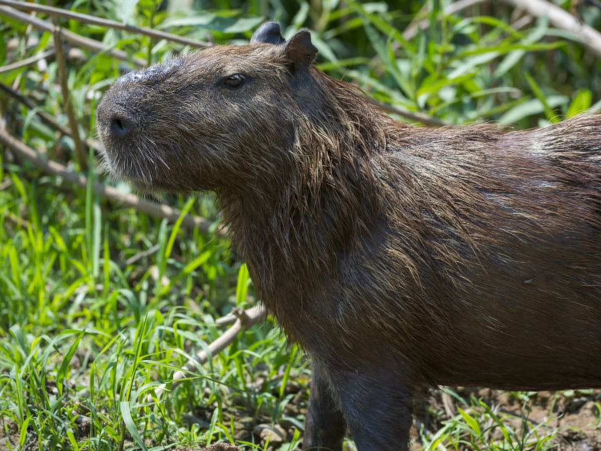 El chigüiro o 'ponche', especie en lucha de supervivencia contra la caza