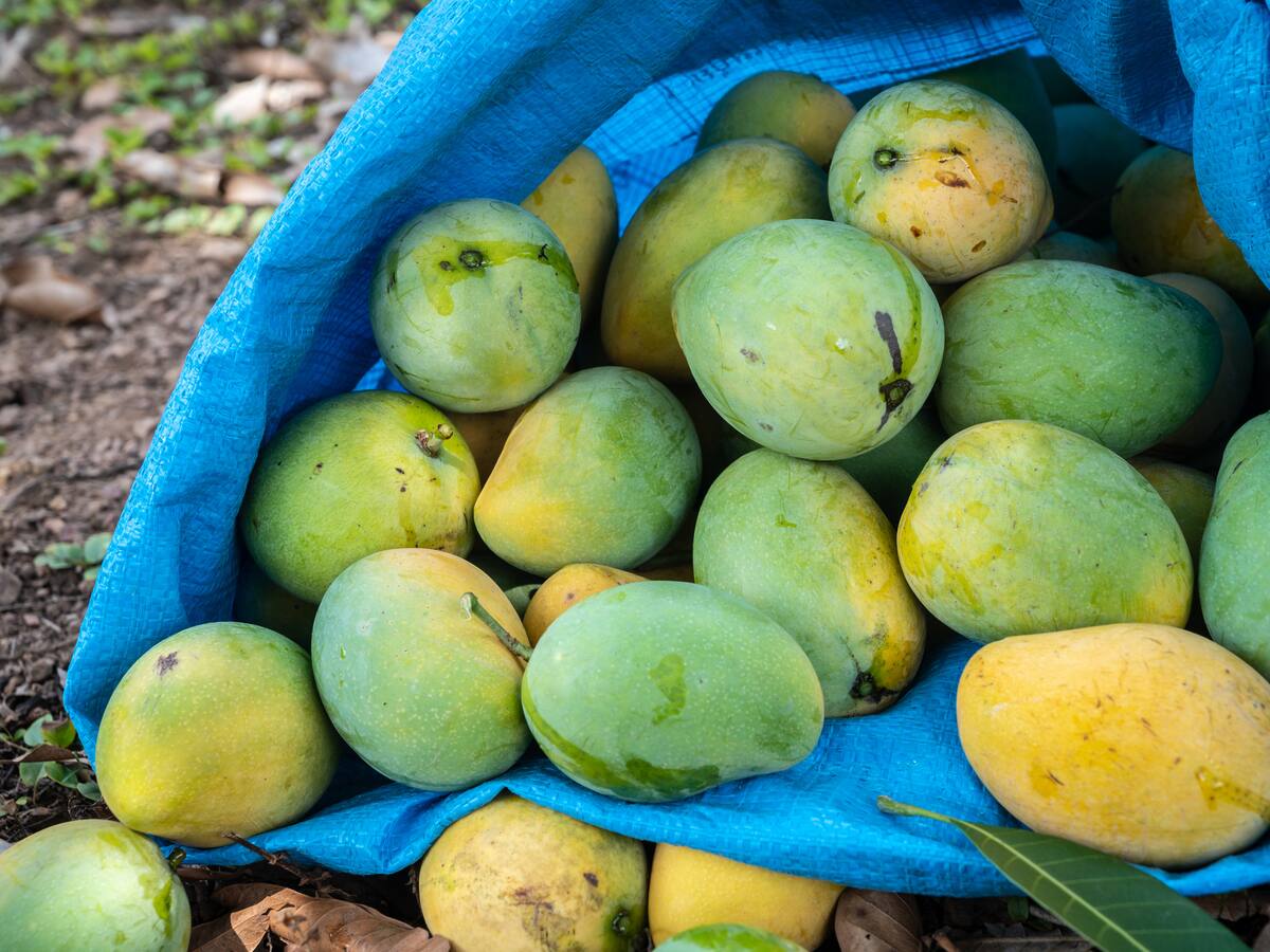 ¿Para qué sirve la hoja de mango? Estos son sus múltiples usos medicinales
