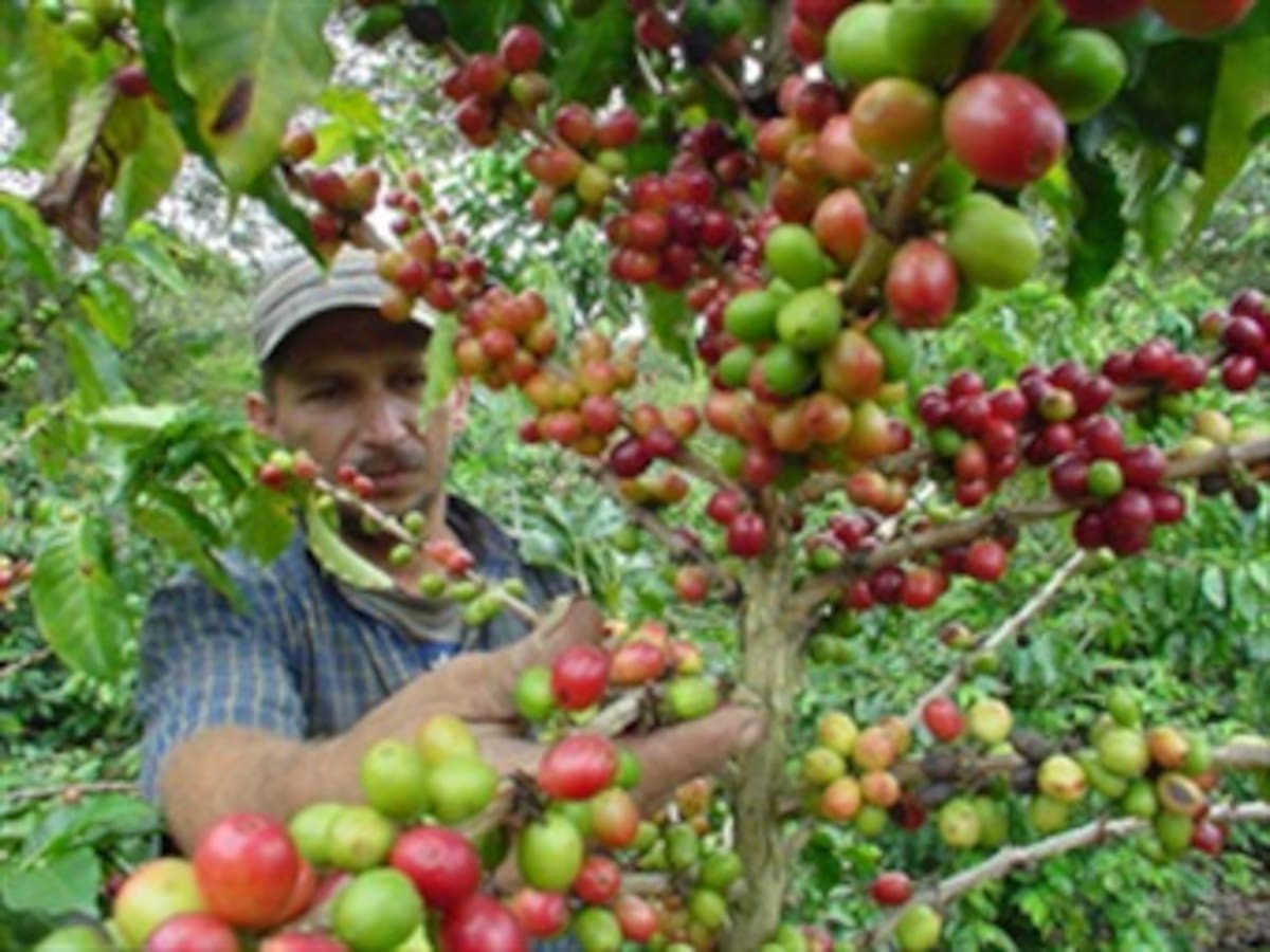 2012 será uno de los peores años para la industria cafetera